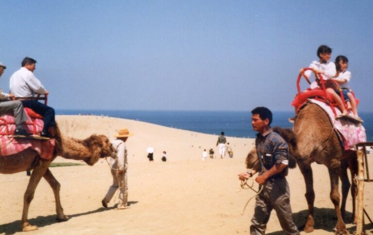 Japan's camel rides